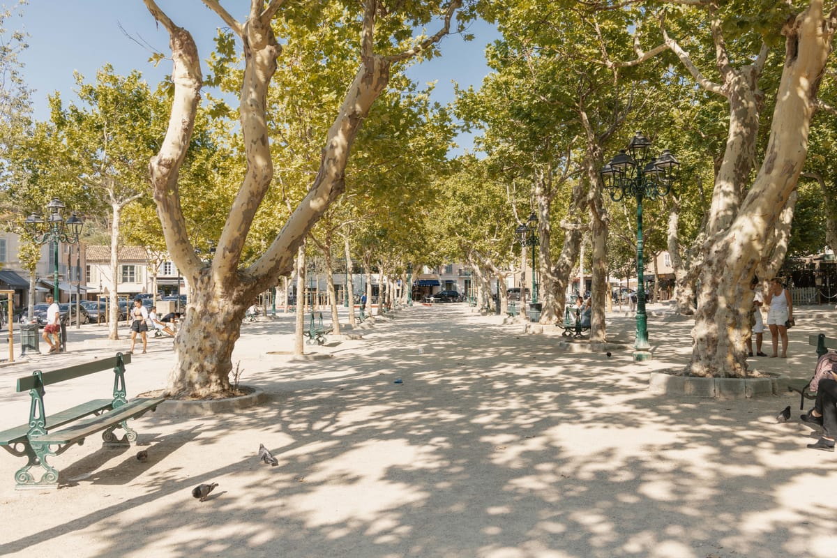 The Place des Lices under old plane trees, gravel underfoot, benches along the edge of the square.
